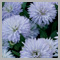 Aster